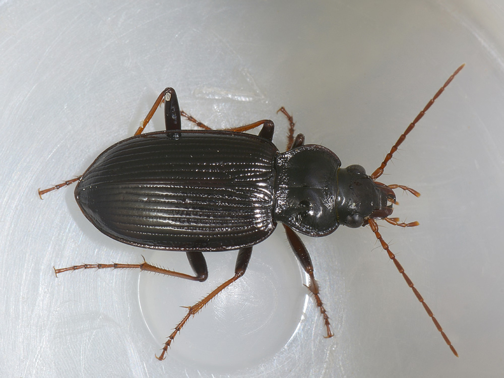 Due Nebria brevicollis